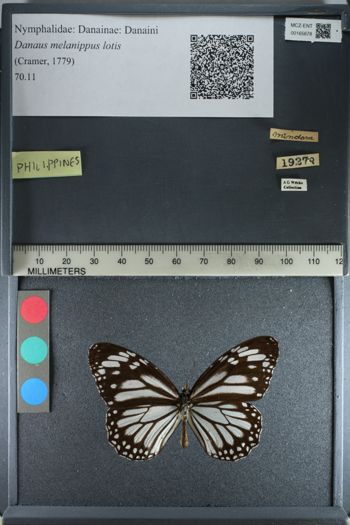 Media type: image;   Entomology 165678